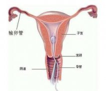 和田专家分析不怀孕有哪些原因